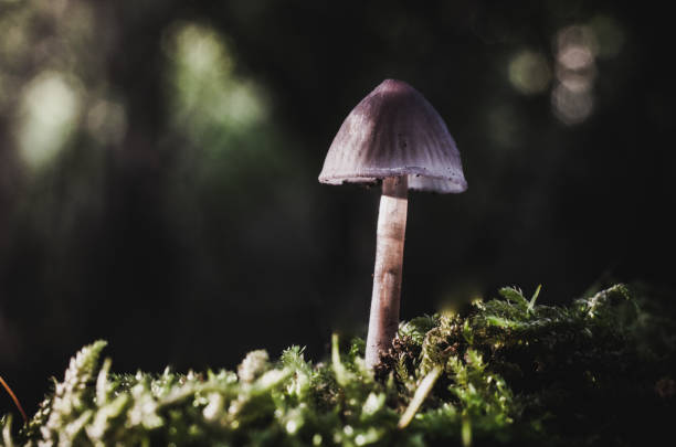 istock Mushroom macro photography 2120287743
