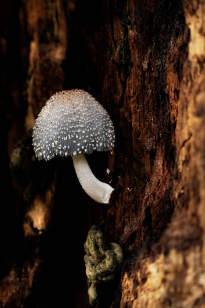 istock Mushroom macro photography 2120294946
