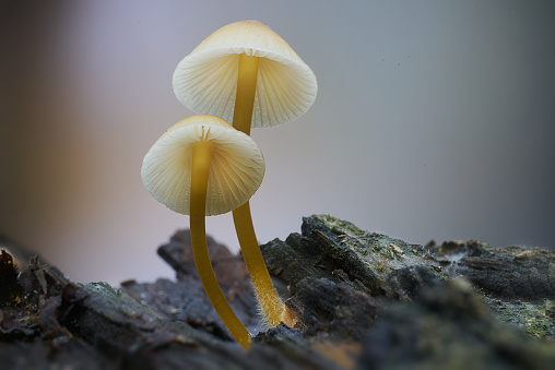 Mushroom macro photography