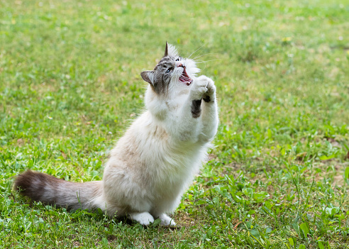 a ragdoll cat playing in the garden