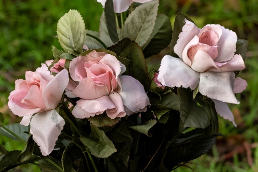 beautiful pink roses in vase