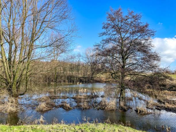 istock flooded area with alder trees 2120325752