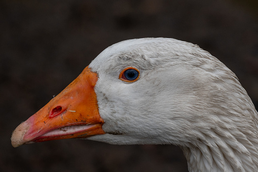 Black Bellied Whistling Duck Portrait