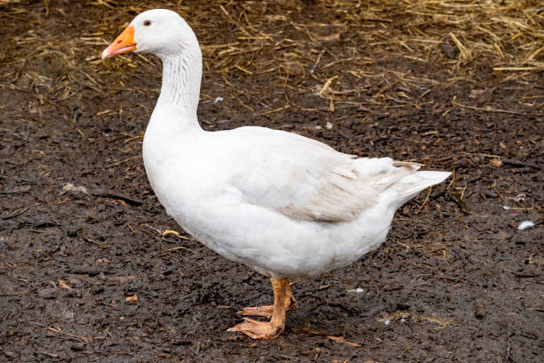 istock portrait of a white goose 2120355983