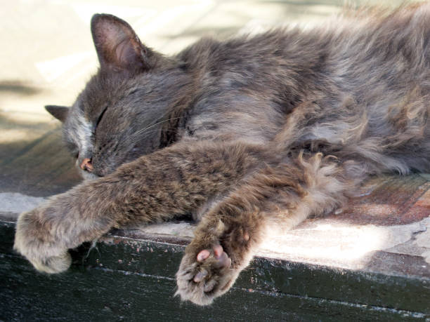 istock The gray fluffy domestic cat is sleeping. 2120366662