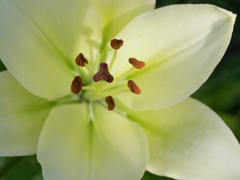 Pistil and stamens of a lily flower, macro photo.