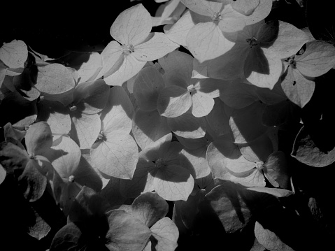 Blooming white hydrangea, close-up shot. Inflorescence of white flowers. Black and white image.
