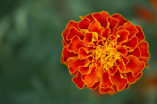 Orange marigold on a white background.