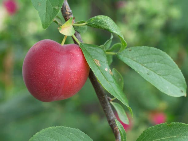 istock One ripe cherry plum berry on a twig, close-up. 2120372427