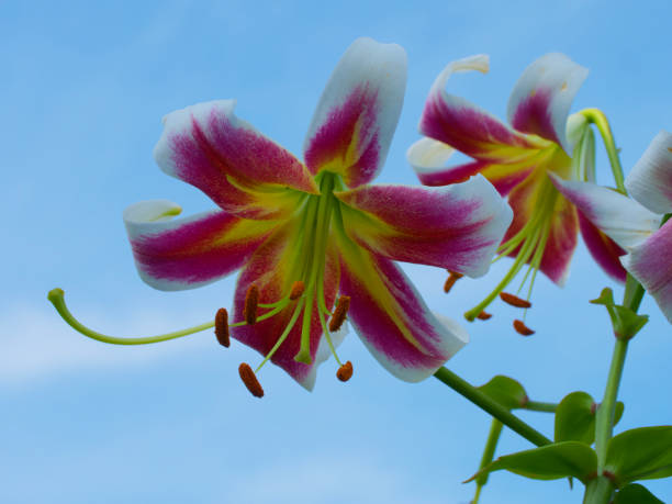 istock Lily flowers on a blue sky background. Flowers close-up. 2120376595