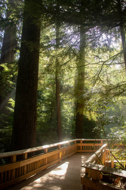 istock Rockaway Beach Old Growth Nature Preserve 2120380962