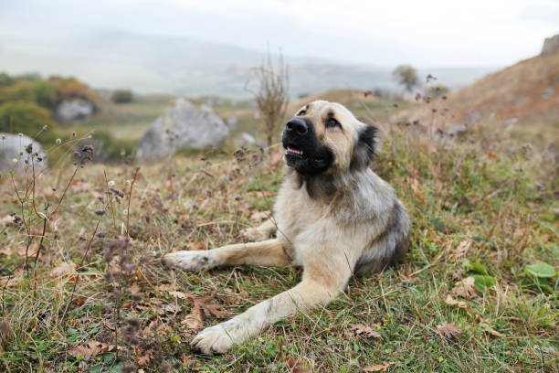 istock purebred dog outdoors lying on the grass travel friendship 2120383421