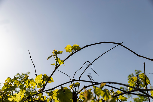 the first beautiful foliage of grapes in close-up against the blue sky, green foliage of grapes in the orchard