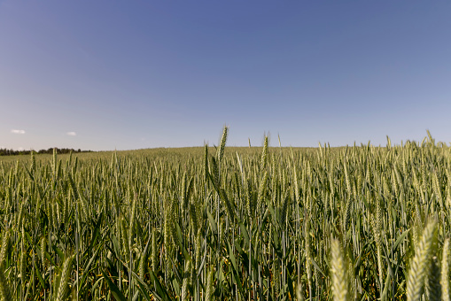 green unripe wheat in sunny weather , a field with green unripe cereals in summer