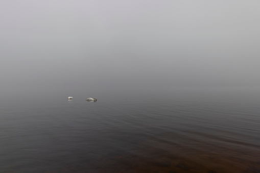white swans swimming on the lake in foggy weather, a pair of swans on the lake in early spring in search of food