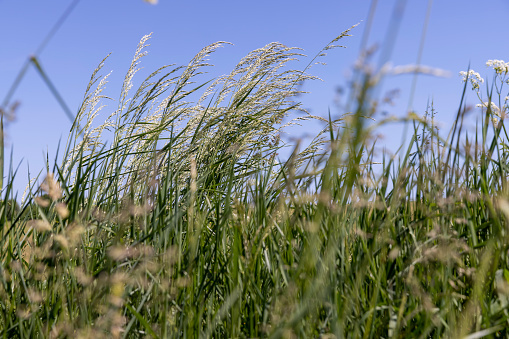 Prairi Dropseed Ornamental Grass Closeup Background