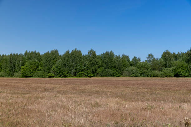 a field where red and yellow grass grows on the edge of a deciduous forest, a green forest with a blue sky and colorful grass