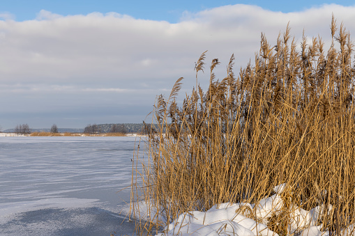 dry grass on the lake shore in winter, dry grass on a frozen lake in winter season