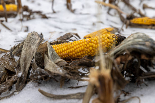 A snow-covered cornfield in winter, corn lies in the snow after harvesting and snowfall