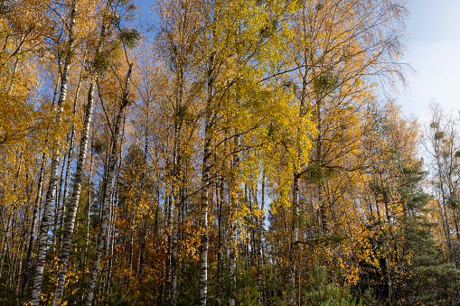 yellowed foliage on birch trees in the autumn season, sunny weather in a birch grove during leaf fall