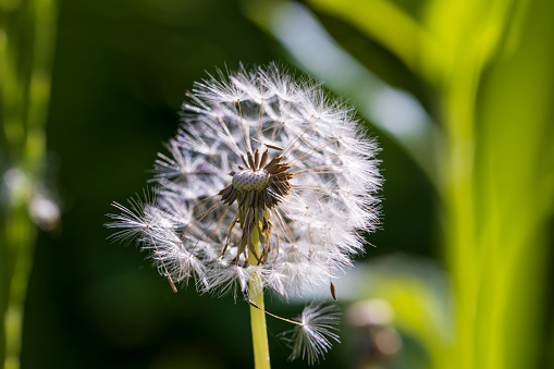 white flowers of dandelion balls in a spring field, beautiful dandelion flowers close-up