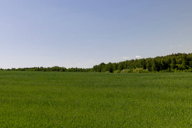 green cereals in summer, a field with green wheat in sunny weather