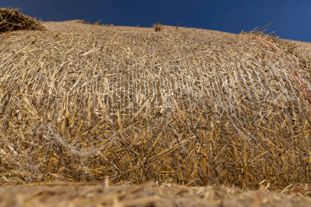 wheat straw collected in stacks after grain harvest, yellow straw from wheat after harvest for sale
