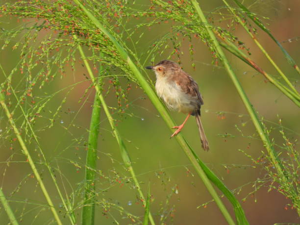 istock little bird on the plant 2120404998