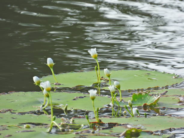 istock Lotus flowers 2120407558