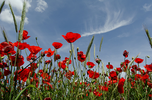 Amapolas en el campo con flor roja y capullo sin abrir. Campos de Castilla y León, en primavera.