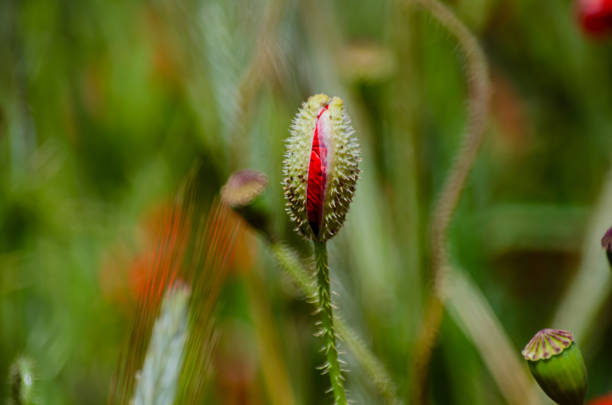 Close-up of a poppy flower as it bursts open.