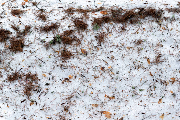 Needles and leaves in the snow.