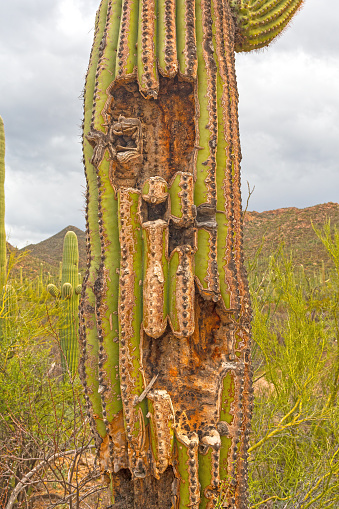 Damaged Trunk on a Saguaro Cactus in Saguaro National Park in Arizona