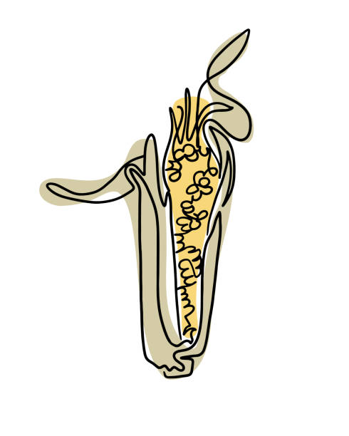 ilustrações de stock, clip art, desenhos animados e ícones de vintage drawing of cob of corn in boho style - corn on the cob corn corn crop white background