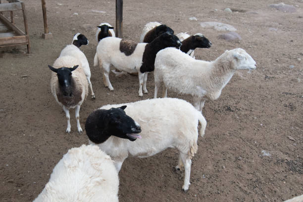 istock Livestock animals ready for feeding time. 2120451235