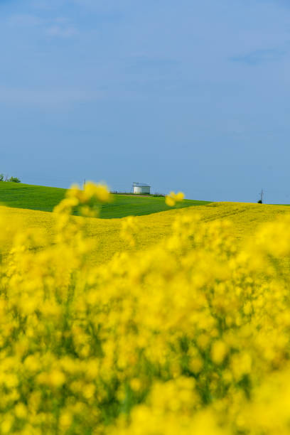 Raps, Rapeseed fields in full bloom with bright yellow flowers under clear blue sky, agricultural landscape united in geometric patterns, representing farming, rural scenery, spring season cultivation
