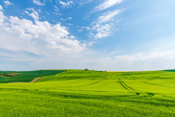 istock Wide image of green field and bright blue sky 2120463083
