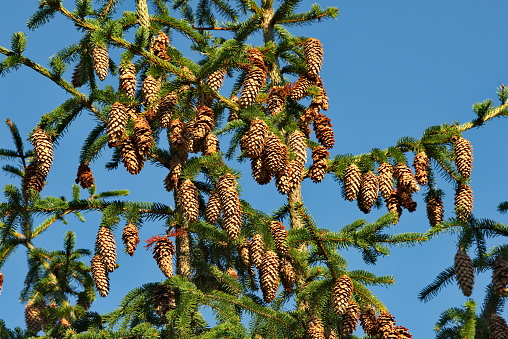 Moscow oblast. Russia. There are many cones on the top of a spruce tree in the historic Gremyachy Klyuch complex.