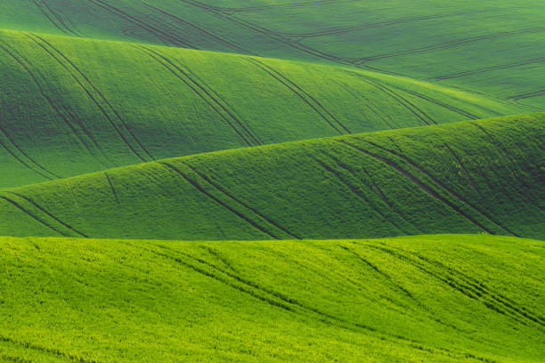 Waved green spring grass field. Background texture vivid colors.