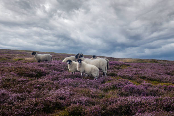 Sheep on Cracoe Fell in wharfedale surrounded by purple heather