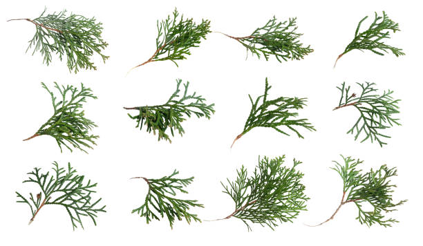 istock green twigs of emerald thuja on white isolated background 2120473844