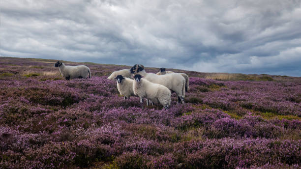 istock Hill walking on Cracoe Fell and Rylestone Fell 2120477468