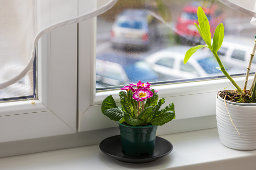 Primula, Primrose - Primula vulgaris in a small flower pot on the windowsill. Home flower decoration.