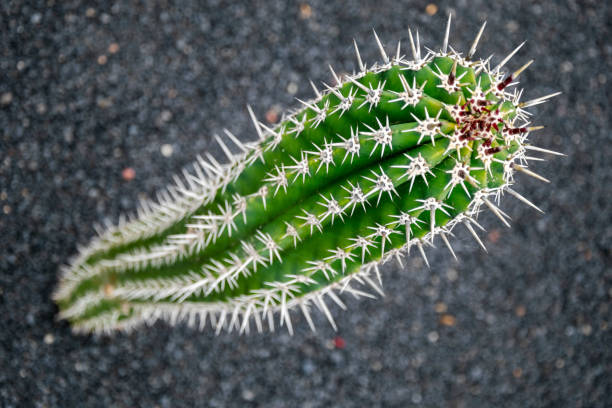 A landscape macro bokeh image image of a thorny cactus growing on the volcanic Lanzarote