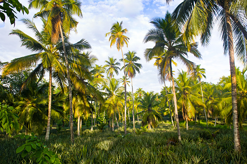 Pineapple plantation, coconut palms and bright blue sky.