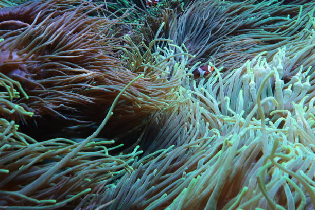 istock Clown fish in the sea anemone 2120515580