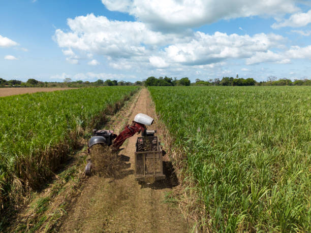 Blue traditional ox cart with thatched roof standing in a lush tropical field with no people visible in daylight