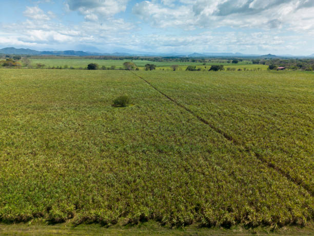 istock Sugar cane fields towards white clouds - stock photo 2120523812