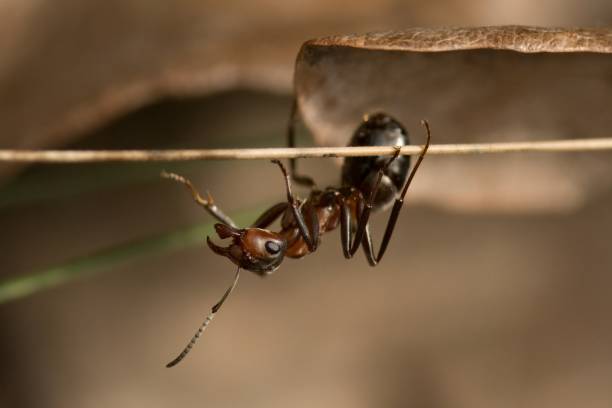 istock wood ant close-up 2120532000