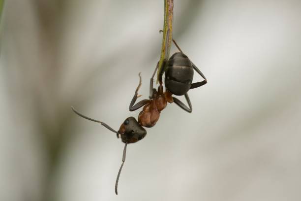 wood ant (Formica rufa complex) on the pine needle. close-up